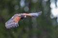 great horned owl (Bubo virginianus), also known as the tiger owl in the grass Royalty Free Stock Photo