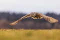 great horned owl (Bubo virginianus), also known as the tiger owl has a low overflight Royalty Free Stock Photo