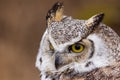 great horned owl (Bubo virginianus), also known as the tiger owl head detail Royalty Free Stock Photo