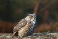 great horned owl (Bubo virginianus), also known as the tiger owl Royalty Free Stock Photo