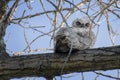 Downy Great Horned Owlet Napping On a Limb