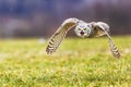 great horned owl (Bubo virginianus), also known as the tiger owl screams in flight Royalty Free Stock Photo