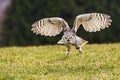 great horned owl (Bubo virginianus), also known as the tiger owl start to flight Royalty Free Stock Photo