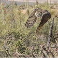 Great Horned Owl bird Bubo virginianus flight Royalty Free Stock Photo