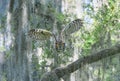 Great horned owl Bubo virginianus flying towards camera with wings up, yellow eyes staring, serious look, from oak tree with Spa Royalty Free Stock Photo