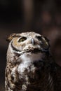 Great horned owl Bubo virginianus looking upward Royalty Free Stock Photo