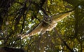 Great horned owl, Bubo virginianus navigating flight in the deep bush Royalty Free Stock Photo