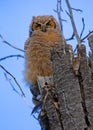 Great Horned Owl Bubo virginianus owlet sitting alone against a blue sky Royalty Free Stock Photo