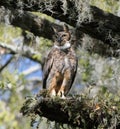 great horned owl bubo virginianus perched on giant oak tree with resurrection fern Royalty Free Stock Photo