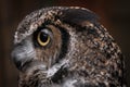 Great horned owl (Bubo virginianus) in profile with yellow pupils and intent look