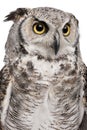 Great Horned Owl, Bubo Virginianus Subarcticus