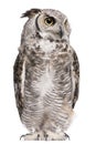 Great Horned Owl, Bubo Virginianus Subarcticus Royalty Free Stock Photo