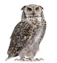 Great Horned Owl, Bubo Virginianus Subarcticus Royalty Free Stock Photo