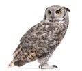 Great Horned Owl, Bubo Virginianus Subarcticus