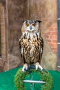 Great Horned Owl or Bubo Virginianus Subarcticus