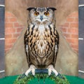 Great Horned Owl or Bubo Virginianus Subarcticus Royalty Free Stock Photo