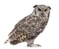 Great Horned Owl, Bubo Virginianus Subarcticus Royalty Free Stock Photo