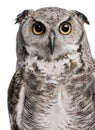 Great Horned Owl, Bubo Virginianus Subarcticus Royalty Free Stock Photo