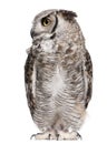 Great Horned Owl, Bubo Virginianus Subarcticus Royalty Free Stock Photo