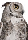 Great Horned Owl, Bubo Virginianus Subarcticus