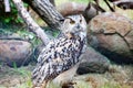 Great Horned Owl, Bubo Virginianus Subarcticus. Owl portrait.