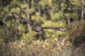 Great Horned Owl Canadian Raptor Conservancy Royalty Free Stock Photo