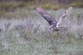 Great Horned Owl Canadian Raptor Conservancy Ontario Canada Royalty Free Stock Photo