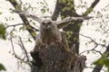 Great Horned Owl chick, Bubo virginianus Royalty Free Stock Photo