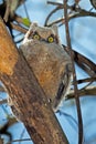 Great Horned Owl Royalty Free Stock Photo