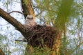 Great Horned Owl Chick In Nest, Markham, Ontario Royalty Free Stock Photo