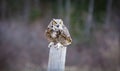 Great Horned Owl Royalty Free Stock Photo