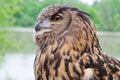 Great Horned Owl Close Up Royalty Free Stock Photo