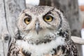 Great Horned Owl Royalty Free Stock Photo