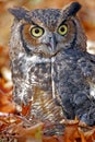 Great Horned Owl in Colorful Fall Leaves Royalty Free Stock Photo