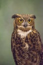 A Great Horned Owl with a dark gray background. Royalty Free Stock Photo