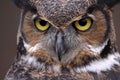 Great Horned Owl Eyes Royalty Free Stock Photo