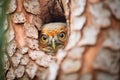 great horned owl eyes in pine nook Royalty Free Stock Photo