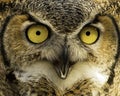 Great Horned Owl face closeup Royalty Free Stock Photo