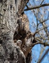 Great Horned Owl, Female and Owlet