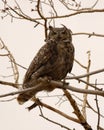 Great Horned Owl Fierce Look