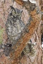 Great horned owl in fir tree