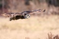 Great Horned Owl In Flight Royalty Free Stock Photo