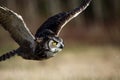 Great Horned Owl In Flight Royalty Free Stock Photo