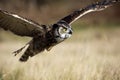 Great Horned Owl In Flight Royalty Free Stock Photo