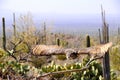 Great Horned Owl in Flight Royalty Free Stock Photo