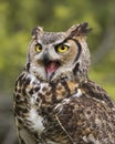 Great Horned Owl in flight; Canadian Raptor Conservancy