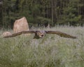 Great Horned Owl in flight; Canadian Raptor Conservancy