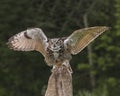 Great Horned Owl in flight; Canadian Raptor Conservancy