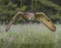 Great Horned Owl in flight; Canadian Raptor Conservancy