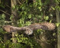 Great Horned Owl in flight; Canadian Raptor Conservancy Royalty Free Stock Photo